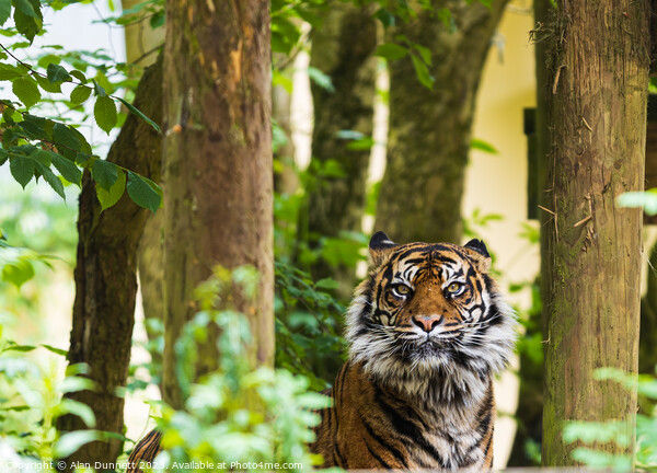 Tiger in the trees Picture Board by Alan Dunnett