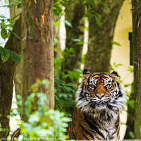 Buy canvas prints of Tiger in the trees by Alan Dunnett