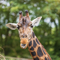 Buy canvas prints of The Towering Giraffe by Alan Dunnett