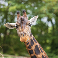 Buy canvas prints of Giraffe with a quizical look by Alan Dunnett