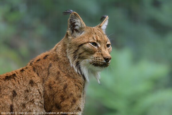 Regal Lynx overlooking the Grasslands Picture Board by Alan Dunnett