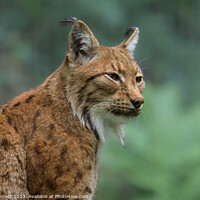 Buy canvas prints of Regal Lynx overlooking the Grasslands by Alan Dunnett