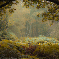 Buy canvas prints of Enchanted Forest Solitude by Alan Dunnett