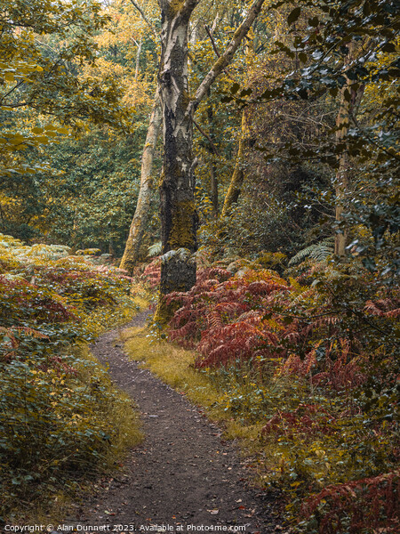 The path of transition to Autumn Picture Board by Alan Dunnett