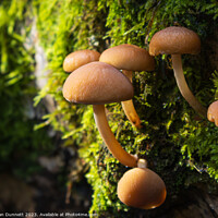 Buy canvas prints of Autumn Fungi by Alan Dunnett