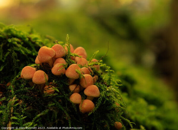Mini autumn fungi Picture Board by Alan Dunnett