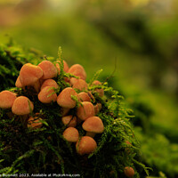 Buy canvas prints of Mini autumn fungi by Alan Dunnett