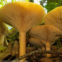 Buy canvas prints of Fungi Towers by Alan Dunnett
