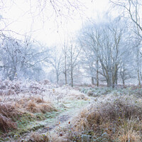 Buy canvas prints of Frozen woodland by Alan Dunnett