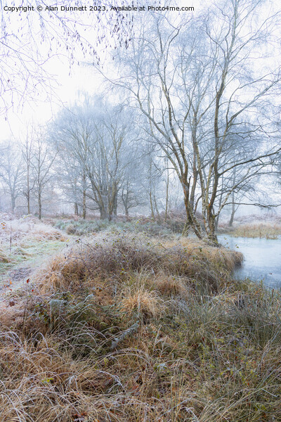 Frozen woodland path Picture Board by Alan Dunnett