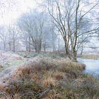 Buy canvas prints of Frozen woodland path by Alan Dunnett