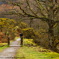 Buy canvas prints of Walk through the gorse by Alan Dunnett