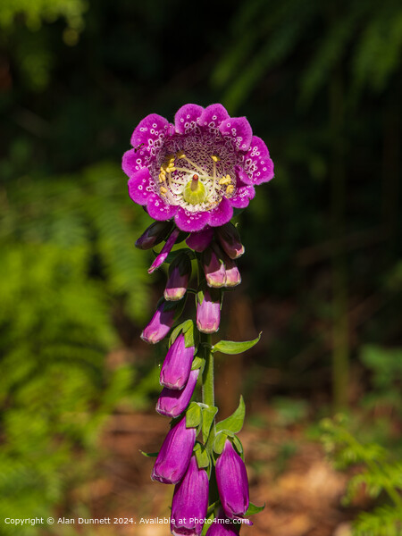 Woodland Foxglove Purple Flora Picture Board by Alan Dunnett