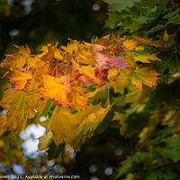 Buy canvas prints of Autumn is coming by Alan Dunnett