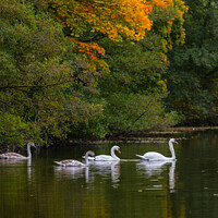 Buy canvas prints of Swan family's autumn swim by Alan Dunnett