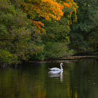 Buy canvas prints of Autumn Swan  by Alan Dunnett
