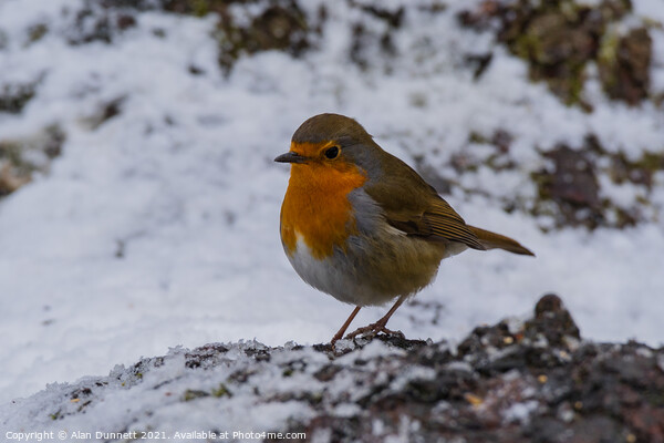 Robin on a winter log Picture Board by Alan Dunnett