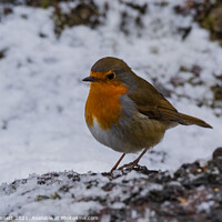 Buy canvas prints of Robin on a winter log by Alan Dunnett