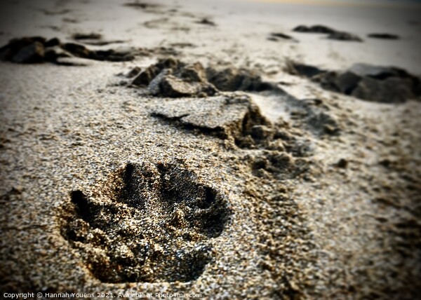 Paw prints in the sand Picture Board by Hannah Youens