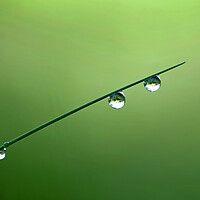 Buy canvas prints of Magical grass droplets by René Wright