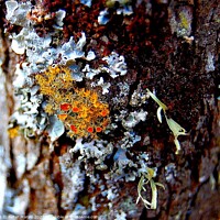 Buy canvas prints of Small growth on bark by Pieter Marais