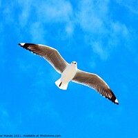 Buy canvas prints of Seagull against blue sky by Pieter Marais