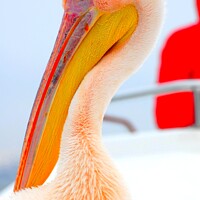 Buy canvas prints of Pelican close up by Pieter Marais