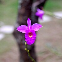 Buy canvas prints of Purple Orchid in Vietnamese tea garden by Pieter Marais