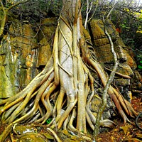 Buy canvas prints of Wild Fig Tree roots Sudwala Caves South Africa by Pieter Marais