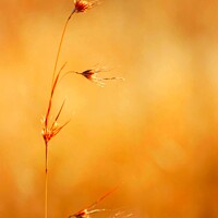 Buy canvas prints of Winter grass seeds South Africa by Pieter Marais