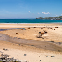 Buy canvas prints of Cows on Kiloran Beach, Colonsay by Photimageon UK