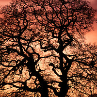 Buy canvas prints of Oak tree sunset silhouette by Photimageon UK