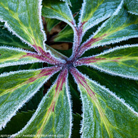 Buy canvas prints of Frosty Hellebore leaf closeup by Photimageon UK