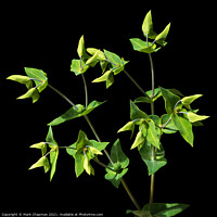Buy canvas prints of Green Caper Spurge (Euphorbia Lathyris)  by Photimageon UK