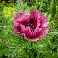 Buy canvas prints of Oriental poppy flower by Photimageon UK