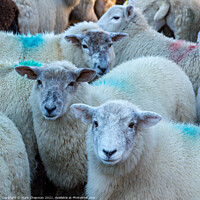 Buy canvas prints of Lakeland Herdwick sheep by Photimageon UK