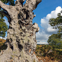 Buy canvas prints of Dead oak tree trunk by Photimageon UK