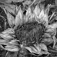 Buy canvas prints of Dead Artichoke flower by Photimageon UK