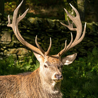 Buy canvas prints of Red deer stag with antlers by Photimageon UK