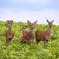 Buy canvas prints of Red deer amongst bracken, Bradgate Park by Photimageon UK
