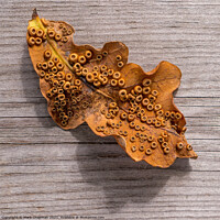 Buy canvas prints of Single Oak Leaf with Silk Spangle Galls by Photimageon UK