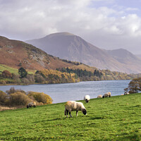 Buy canvas prints of Loweswater and sheep, Cumbria by Photimageon UK