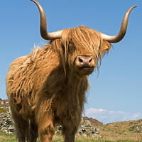 Buy canvas prints of Highland Cow - Scotland by Photimageon UK