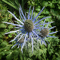 Buy canvas prints of Sea Holly by Photimageon UK