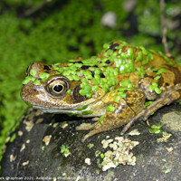 Buy canvas prints of Duckweed frog by Photimageon UK