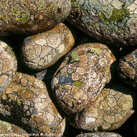 Buy canvas prints of Lichen covered beach pebbles, Colonsay by Photimageon UK
