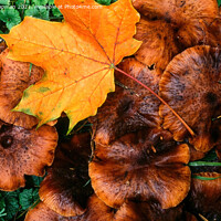 Buy canvas prints of Autumn leaf and funghi by Photimageon UK