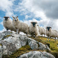 Buy canvas prints of Lookout sheep, Isle of Lewis by Photimageon UK