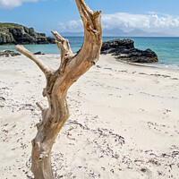 Buy canvas prints of Driftwood tree, Colonsay and Jura, Scotland by Photimageon UK