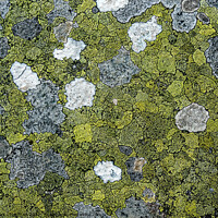Buy canvas prints of Lichen colonies on rock by Photimageon UK